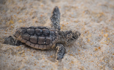 Sea Turtle Hatchling