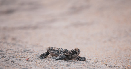 Sea Turtle Hatchling