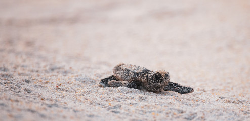 Sea Turtle Hatchling