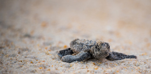Sea Turtle Hatchling