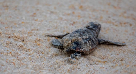 Sea Turtle Hatchling