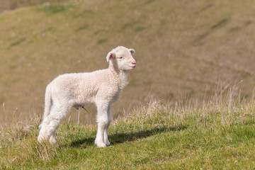 newborn lamb standing on grassy hill with blurred background and copy space