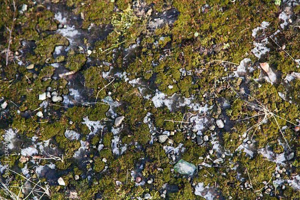 Wall mural green moss texture on concrete under snow