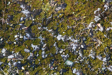 Green moss texture on concrete under snow