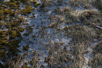 Texture of old yellow last year grass under snow