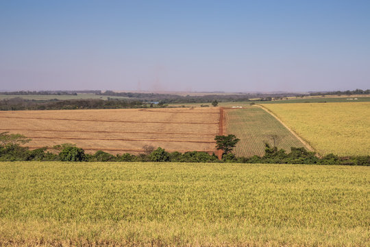 Aereal view of sugar cane fields in Brazil - Barretos - São Paulo - Brazil