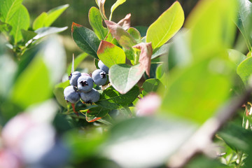 Ripe blueberries on the bush. Vaccinium corymbosum