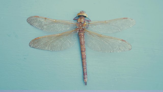 Brown Hawker dragonfly top down view anatomy