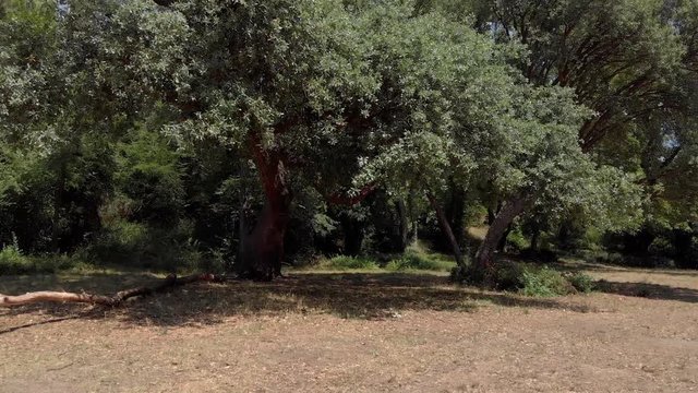 flying through a cork tree