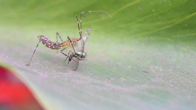 Percevejo predador comendo uma mosca 