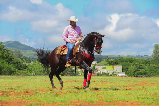 Caballo bailador montado por jinete ranchero mexicano rancho m&eacute;xico cuaco amaestrado bailando jaripeo toros fiesta mexicana latino latinoam&eacute;rica potro sobrero vida de rancho pueblo campesino