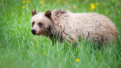 Grizzly bear in the wild