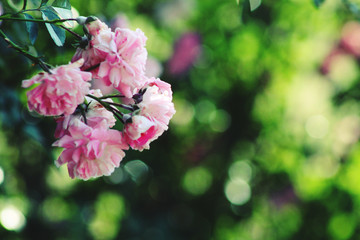 Pink rose bush during the spring time 