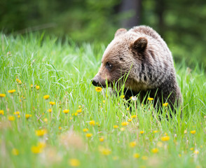Grizzly bear in the wild