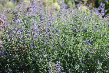 field of lavender