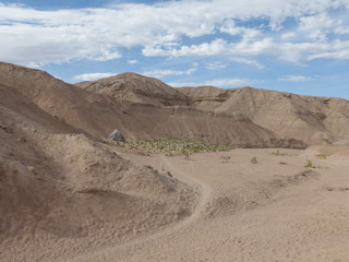 Plantando en el desierto