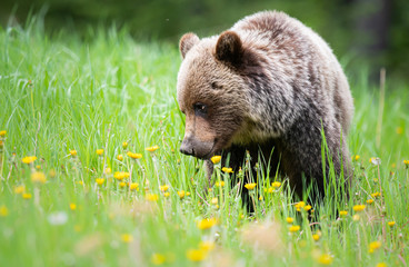 Grizzly bear in the wild