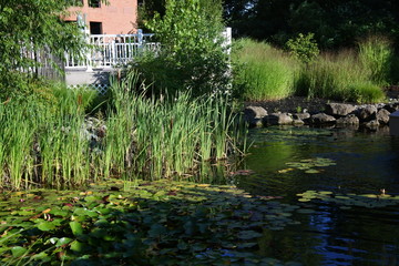 Fototapeta na wymiar pond in the garden