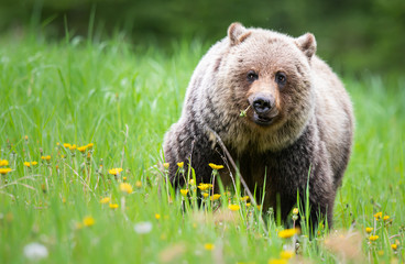 Grizzly bear in the wild