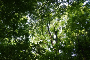 Fototapeta premium Sun rays in the forest.