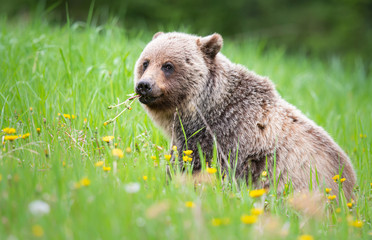 Fototapeta premium Grizzly bear in the wild