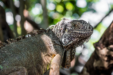 Iguana en bokeh