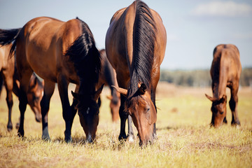 A herd of horses grazing on the field.
