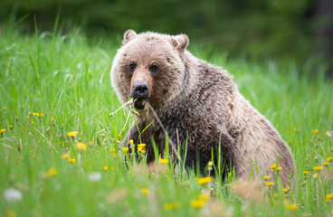Grizzly bear in the wild