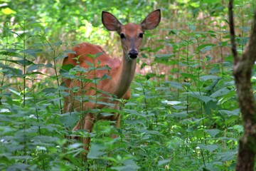 Venada en el bosque