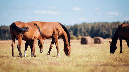 Fototapeta na wymiar Horses grazing in the field. Rural landscape.