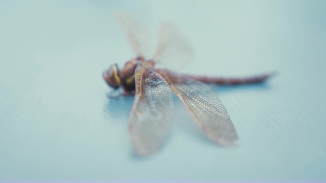 Brown hawker dragonfly Aeshna Grandis. SLIDER SHOT, SIDE VIEW