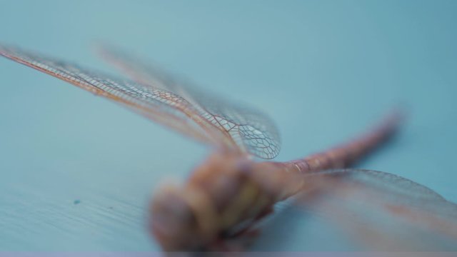 Macro shot wings of Dragonfly Aeshna Grandis Brown Hawker
