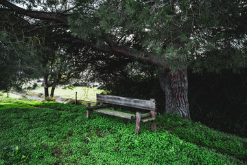 A cozy old wooden bench under a pine tree, in the shadow, with an even layer of grass of the vivid green color on the ground and a wall of bushes behind, in a public park of Alcochete, Portugal