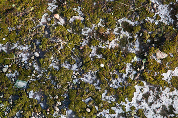 Green moss texture on concrete under snow