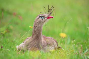 Seriema (Cariama cristata)