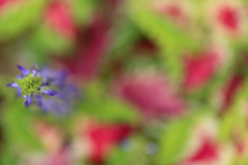 開花したコリウスの花