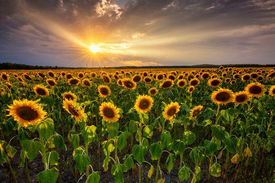 Beautiful sunset over sunflower field