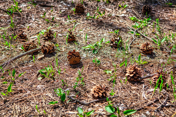 conifer cones on the ground in the forest 
