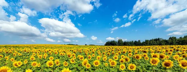 Wandaufkleber Schöner Tag über Sonnenblumenfeld - Panoramaaufnahme © Piotr Krzeslak