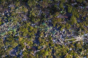 Green moss texture on concrete under snow