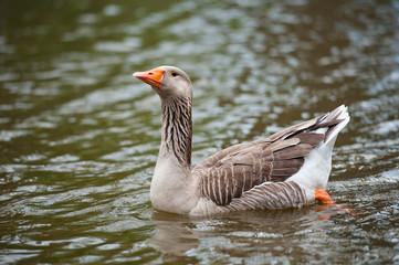 Fototapeta premium Close up duck staying near the lake.
