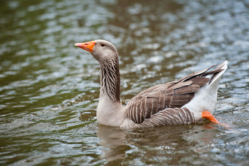 Fototapeta premium Close up duck staying near the lake.