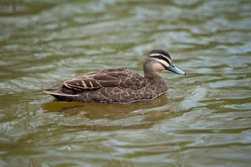 Close up duck staying near the lake.