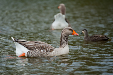 Close up ducks swimming in the lake.