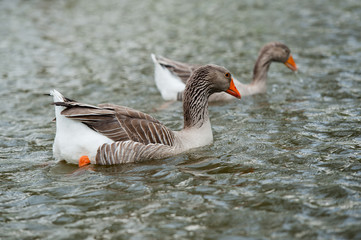 Fototapeta premium Close up ducks swimming in the lake.