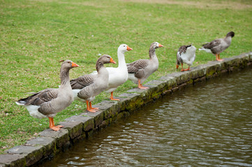 Close up ducks staying near the lake.