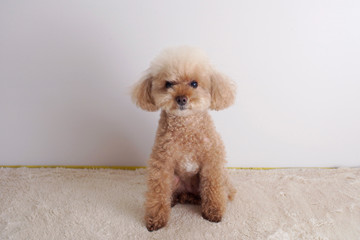 お利口にお座りするトイプードル