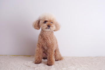 考えるトイプードル