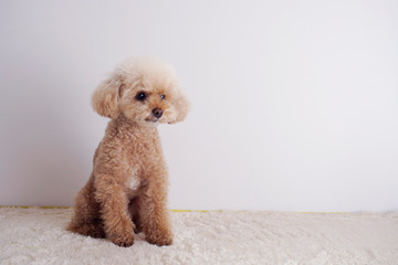 お利口に待ってるトイプードル