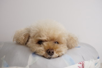 眠そうなトイプードル